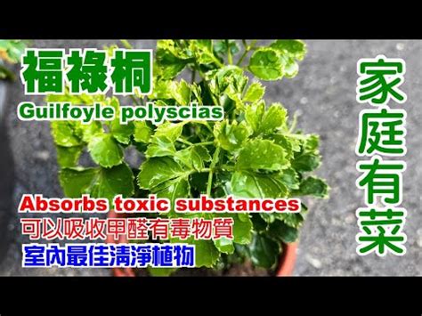 福祿桐擋煞|事業文昌旺起來！陽台擺「綠色植物」招財又擋煞 9大。